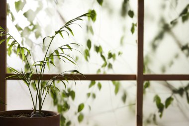 Öğleden sonra güneşinde yeşil yaprakların manzarası.