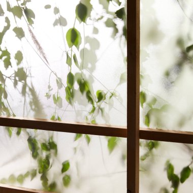 Öğleden sonra güneşinde yeşil yaprakların manzarası.