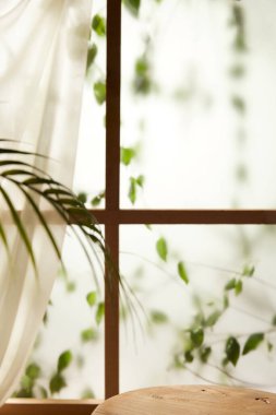 Öğleden sonra güneşinde yeşil yaprakların manzarası.