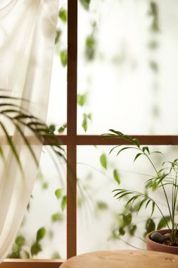 Öğleden sonra güneşinde yeşil yaprakların manzarası.