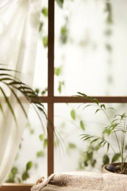 Öğleden sonra güneşinde yeşil yaprakların manzarası.