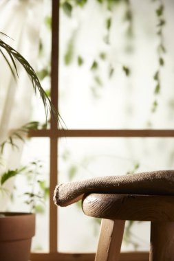 Öğleden sonra güneşinde yeşil yaprakların manzarası.