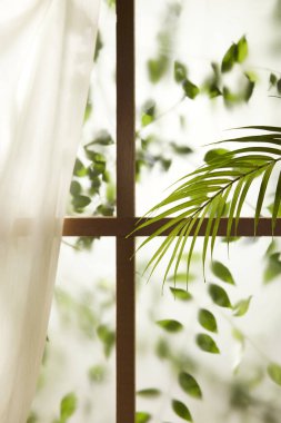 Öğleden sonra güneşinde yeşil yaprakların manzarası.