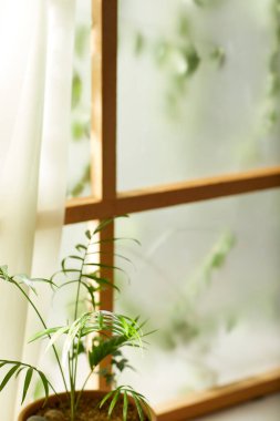 Öğleden sonra güneşinde yeşil yaprakların manzarası.