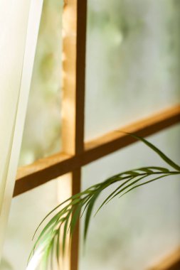 Öğleden sonra güneşinde yeşil yaprakların manzarası.