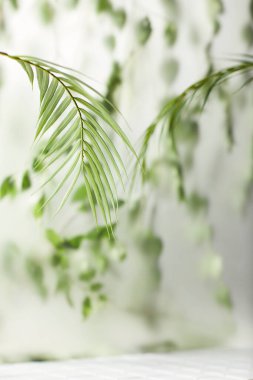 Öğleden sonra güneşinde yeşil yaprakların manzarası.