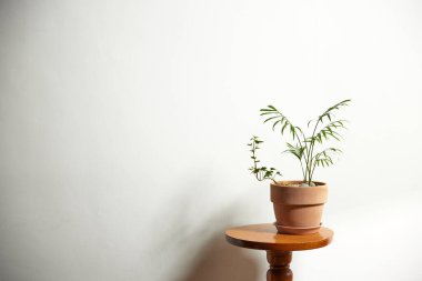 Sıcak bir öğleden sonra güneşinin, ağaç yaprakları manzaralı pencereden içeri girdiği rahat bir oda..