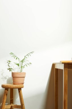 Sıcak bir öğleden sonra güneşinin, ağaç yaprakları manzaralı pencereden içeri girdiği rahat bir oda..