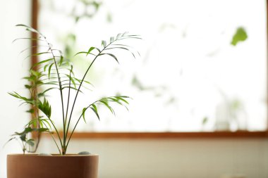 Sıcak bir öğleden sonra güneşinin, ağaç yaprakları manzaralı pencereden içeri girdiği rahat bir oda..