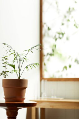 Sıcak bir öğleden sonra güneşinin, ağaç yaprakları manzaralı pencereden içeri girdiği rahat bir oda..