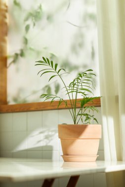 Sıcak bir öğleden sonra güneşinin, ağaç yaprakları manzaralı pencereden içeri girdiği rahat bir oda..