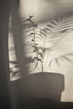 Arka planda gölgeler parlıyor. Pencereden içeri güneş ışığı giriyor..