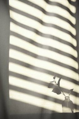 Arka planda gölgeler parlıyor. Pencereden içeri güneş ışığı giriyor..