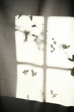 Arka planda gölgeler parlıyor. Pencereden içeri güneş ışığı giriyor..