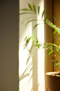 Güneşli pencerenin yanında rahat bir dinlenme. Değişik tasarımlarda kullanılabilecek güneş ışığı ve gölgelere sahip bir arka plan.