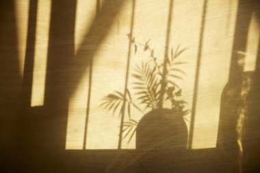 Güneşli bir pencere ve arka plan olarak kullanılabilen bir bitkinin gölgesi.