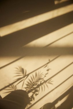 Güneşli bir pencere ve arka plan olarak kullanılabilen bir bitkinin gölgesi.