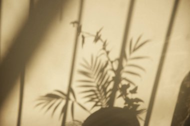 Güneşli bir pencere ve arka plan olarak kullanılabilen bir bitkinin gölgesi.