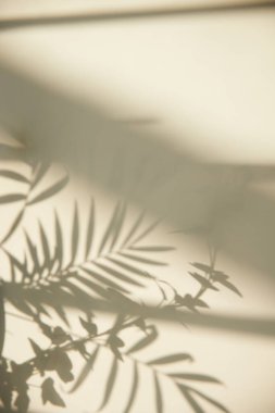 Güneşli bir pencere ve arka plan olarak kullanılabilen bir bitkinin gölgesi.