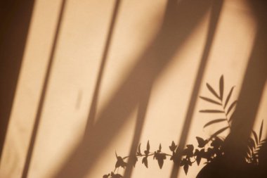 Güneşli bir pencere ve arka plan olarak kullanılabilen bir bitkinin gölgesi.