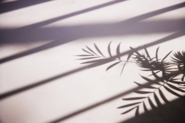 Güneşli bir pencere ve arka plan olarak kullanılabilen bir bitkinin gölgesi.