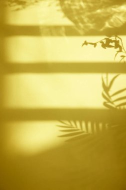 Güneşli bir pencere ve arka plan olarak kullanılabilen bir bitkinin gölgesi.