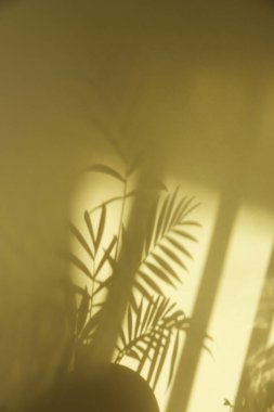 Güneşli bir pencere ve arka plan olarak kullanılabilen bir bitkinin gölgesi.