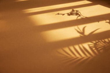 Güneşli bir pencere ve arka plan olarak kullanılabilen bir bitkinin gölgesi.