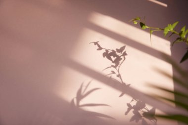 Güneşli bir pencere ve arka plan olarak kullanılabilen bir bitkinin gölgesi.