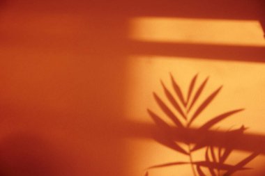 Güneşli bir pencere ve arka plan olarak kullanılabilen bir bitkinin gölgesi.