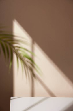 Ilık güneş ışığının pencereden içeri aktığı basit bir iç plan.