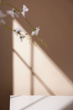 Ilık güneş ışığının pencereden içeri aktığı basit bir iç plan.