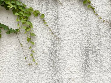 Öğleden sonra güneşli ve yeşil sarmaşıklı zengin desenli bir binanın dış duvarı..