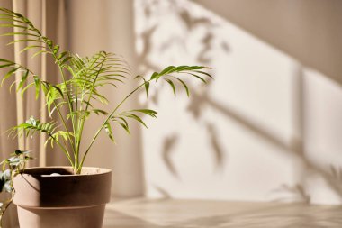 A comfortable workspace. A wooden desk with variousobjects.Warm sunlight streaming in through the window, beigebackground, flowers, vases, and a table with plants.Harmony of light and shadow.