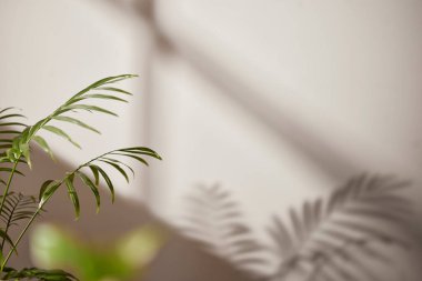 Sıcak güneş ışığı pencereden içeri akıyor, arka plan, çiçekler, vazolar ve bitkilerle dolu bir masa. Işık ve gölgenin ahengi..