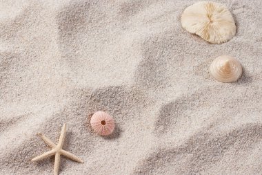 Yumuşak Sahilde Deniz Kabukları ve Denizyıldızı Minimum Kum Yaz Arkaplanı.