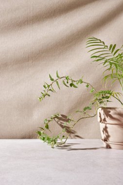 Seramik masadaki yeşil bitki dalları bej kumaştan arka planda güneş ışığı altında.
