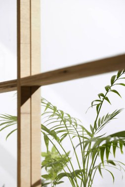 Ahşap pencerelerden, gölgelerden, yeşil yapraklardan ve beyaz duvarlardan gelen yumuşak güneş ışığı..