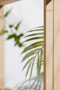 Ahşap pencerelerden, gölgelerden, yeşil yapraklardan ve beyaz duvarlardan gelen yumuşak güneş ışığı..