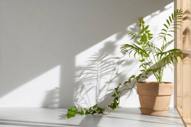 Ahşap pencerelerden, gölgelerden, yeşil yapraklardan ve beyaz duvarlardan gelen yumuşak güneş ışığı..
