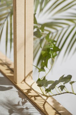 Ahşap pencerelerden, gölgelerden, yeşil yapraklardan ve beyaz duvarlardan gelen yumuşak güneş ışığı..