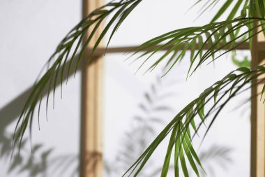 Ahşap pencerelerden, gölgelerden, yeşil yapraklardan ve beyaz duvarlardan gelen yumuşak güneş ışığı..