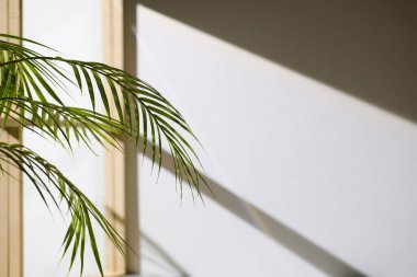 Ahşap pencerelerden, gölgelerden, yeşil yapraklardan ve beyaz duvarlardan gelen yumuşak güneş ışığı..