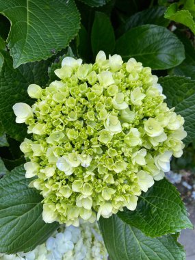 Bahçedeki güzel çiçek