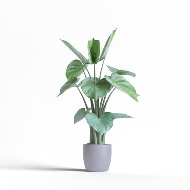 Gerçekçi bitkiler ve çiçek beyaz arkaplan