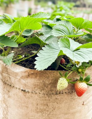 Çilek tarlası, olgun meyveler ve güzel kırmızı çilek meyveleri topluyor.