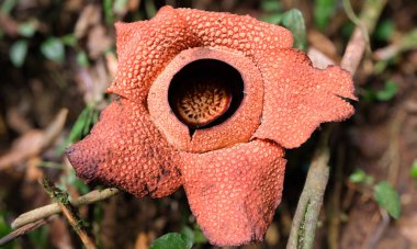 En büyük reflezi arnoldii çiçeği olan Rafflesia arnoldii Endonezya 'nın nadir çiçeklerinden biridir. Bu çiçeğin tozlaşma sürecinde kullanışlı olan kendine özgü iğrenç bir kokusu var..