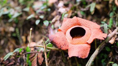 En büyük reflezi arnoldii çiçeği olan Rafflesia arnoldii Endonezya 'nın nadir çiçeklerinden biridir. Bu çiçeğin tozlaşma sürecinde kullanışlı olan kendine özgü iğrenç bir kokusu var..