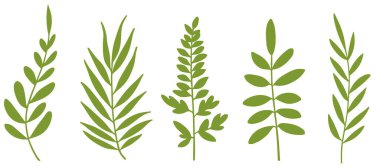 Botanik siluetleri. Tropikal yaprak. yaprak koleksiyonu