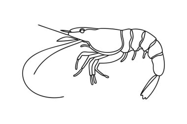 Beyaz arka planda bir karidesin ayrıntılı çizgisi çizimi gösterilir. Çizim açıkça segmentli gövdeyi, antenleri, bacakları ve kabuklunun kuyruğunu gösteriyor. Tarzı temiz ve kusursuz, karides formuna odaklanmış.